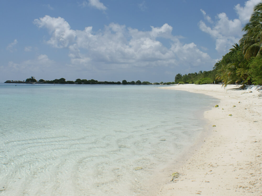 Strand und Palmen
