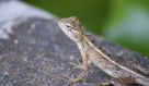 DSC07776.JPG