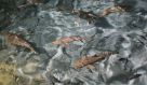 DSC08435.JPG